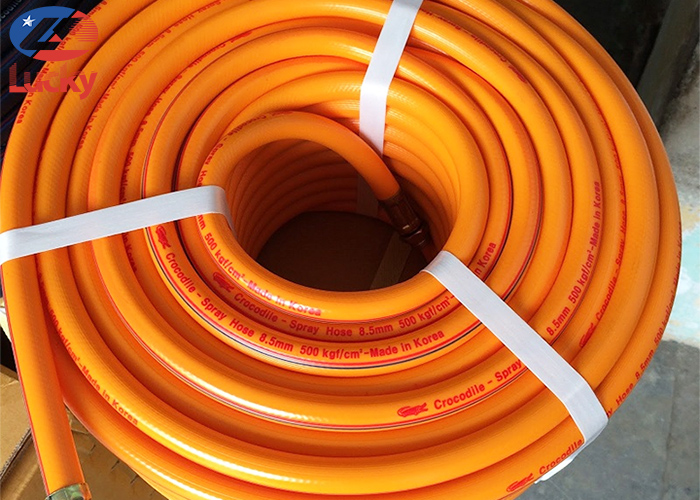 day-hoi-ca-sau-crocodile-2